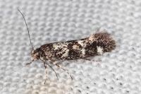 Denisia lutea
