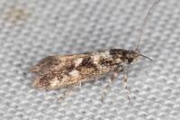 Denisia lutea