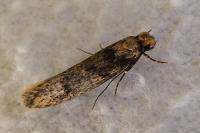 Niditinea fuscella