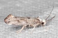 Paraswammerdamia albicapitella