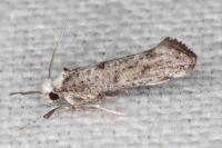Paraswammerdamia albicapitella