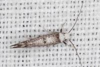 Paraswammerdamia albicapitella