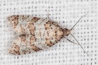 Isotrias stramentana