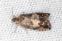 Cydia gr. succedana