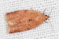 Clepsis consimilana