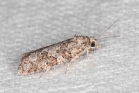 Cnephasia