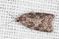 Cnephasia