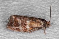 Ptycholoma lecheana