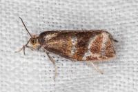 Ptycholoma lecheana