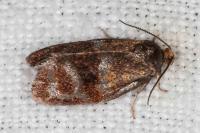 Ptycholoma lecheana
