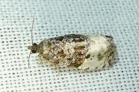 Hedya pruniana