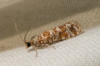 Rhyacionia pinivorana/miniatana