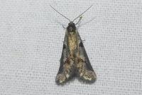 Exapate congelatella