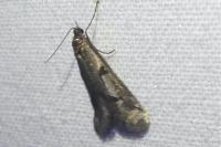 Exapate congelatella