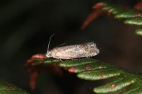 Cydia gr. succedana