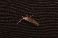 Argyresthia albistria
