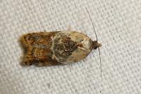 Acleris variegana