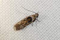Carpatolechia decorella