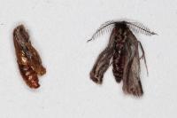 Psyche crassiorella