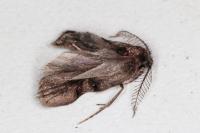 Psyche crassiorella
