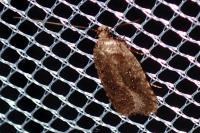 Agonopterix ciliella/heracliana
