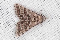 Alucita grammodactyla
