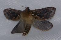 Korscheltellus fusconebulosus