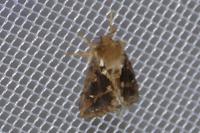 Korscheltellus fusconebulosus