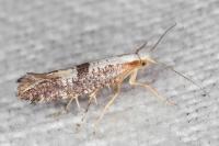 Argyresthia spinosella