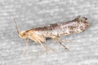 Argyresthia spinosella