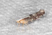 Argyresthia spinosella