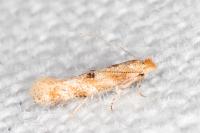 Bucculatrix ulmella