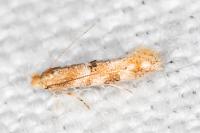 Bucculatrix ulmella
