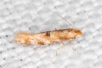 Bucculatrix ulmella