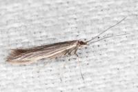 Coleophora lassella