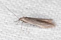 Coleophora lassella