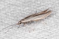 Coleophora lassella
