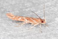Pyroderces argyrogrammos