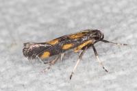 Euspilapteryx auroguttella