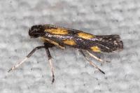 Euspilapteryx auroguttella