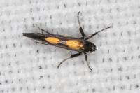 Euspilapteryx auroguttella