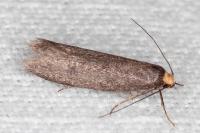 Agnoea