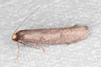 Agnoea