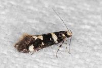 Denisia albimaculea