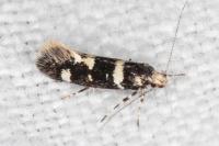 Denisia albimaculea