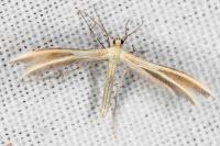 Merrifieldia malacodactyla
