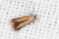 Coptotriche marginea
