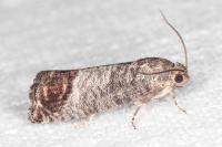 Cydia pomonella