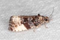 Hedya pruniana