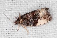 Hedya pruniana